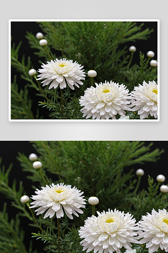 白色绣线菊蜂麻黄草珍珠梅石楠花图片