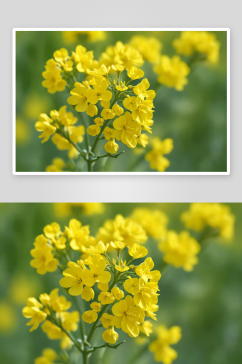 油菜花油菜春天特写近图片