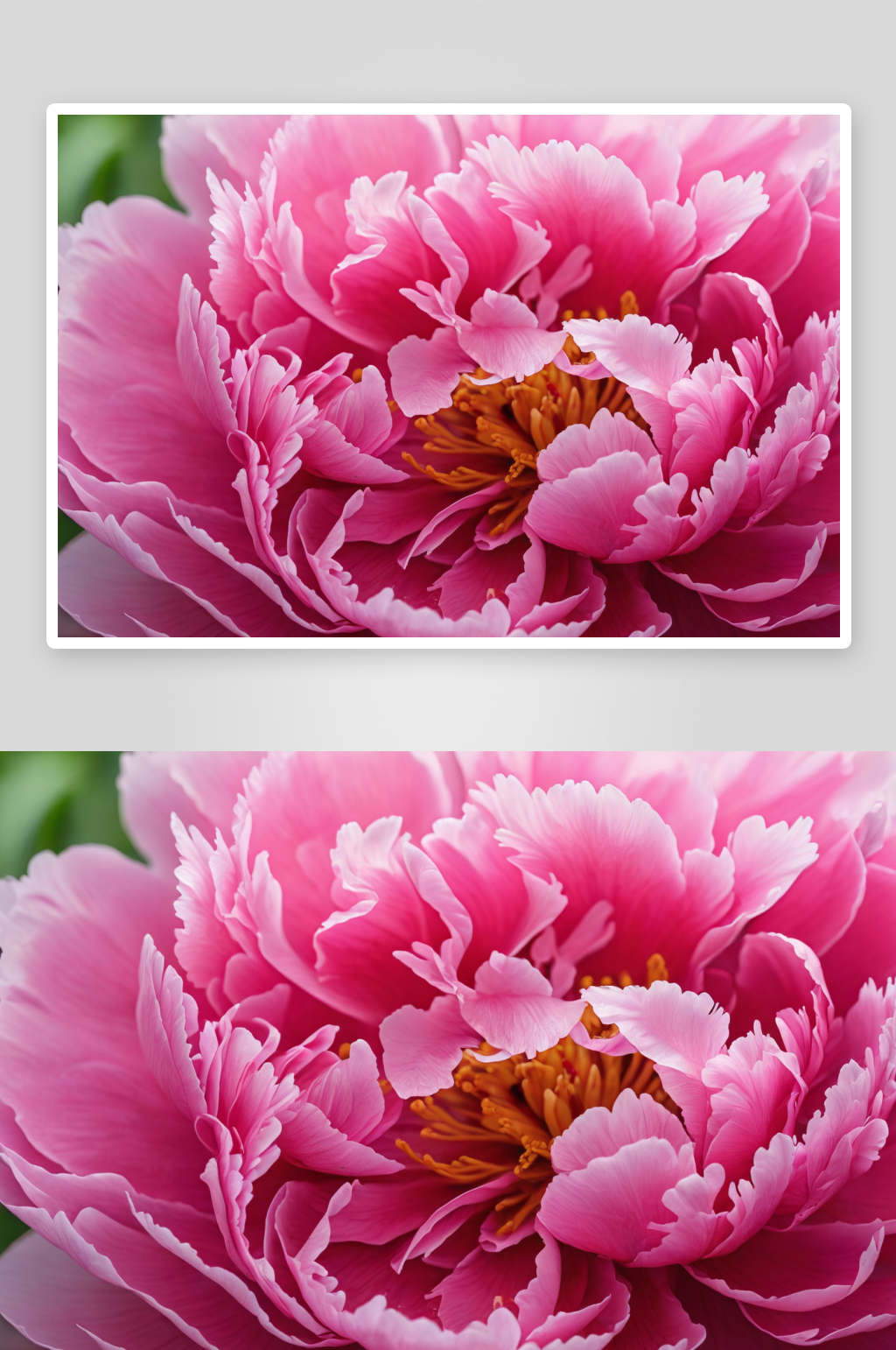 春天盛開(kāi)牡丹花花朵特寫(xiě)花瓣圖片素材