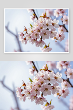 春春天户外花朵樱花清新唯美特写图片