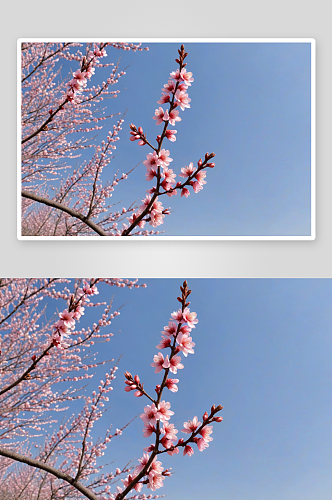 桃花朵朵开高清特写花卉图片