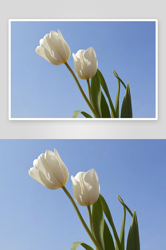 白色郁金香高清特写花卉图片