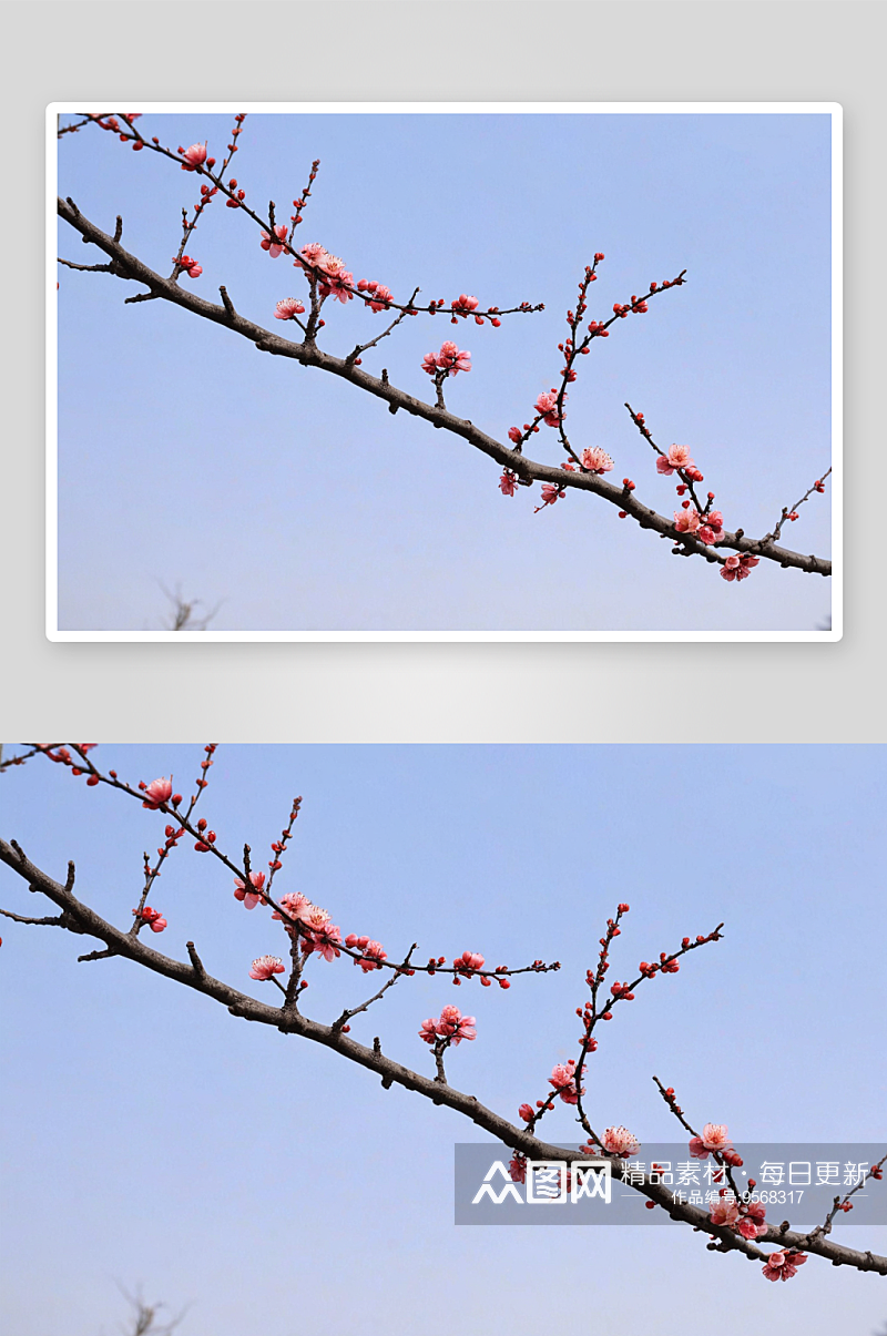 萝岗香雪梅花图片素材