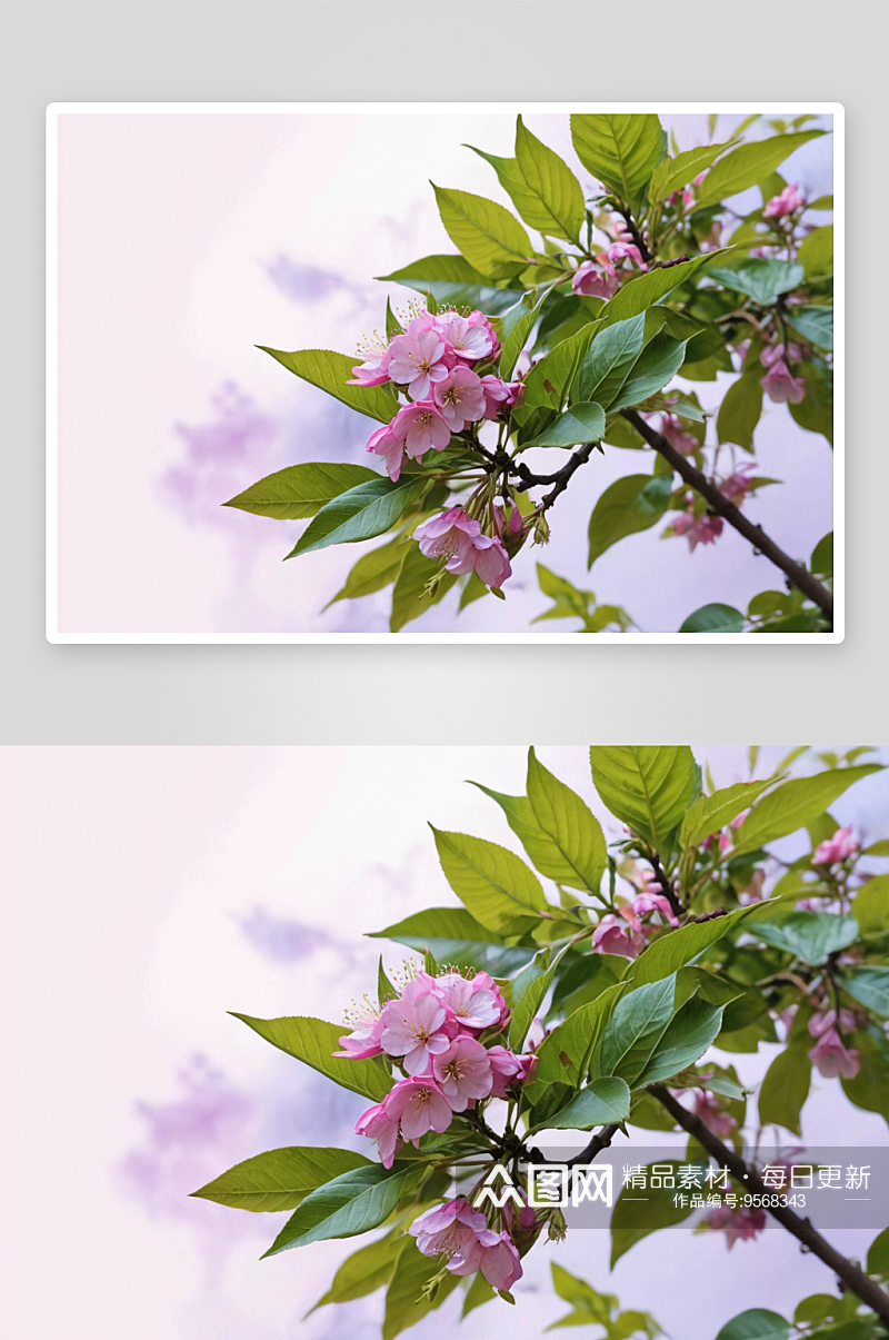 花园里盛开粉紫色柠檬花图片素材