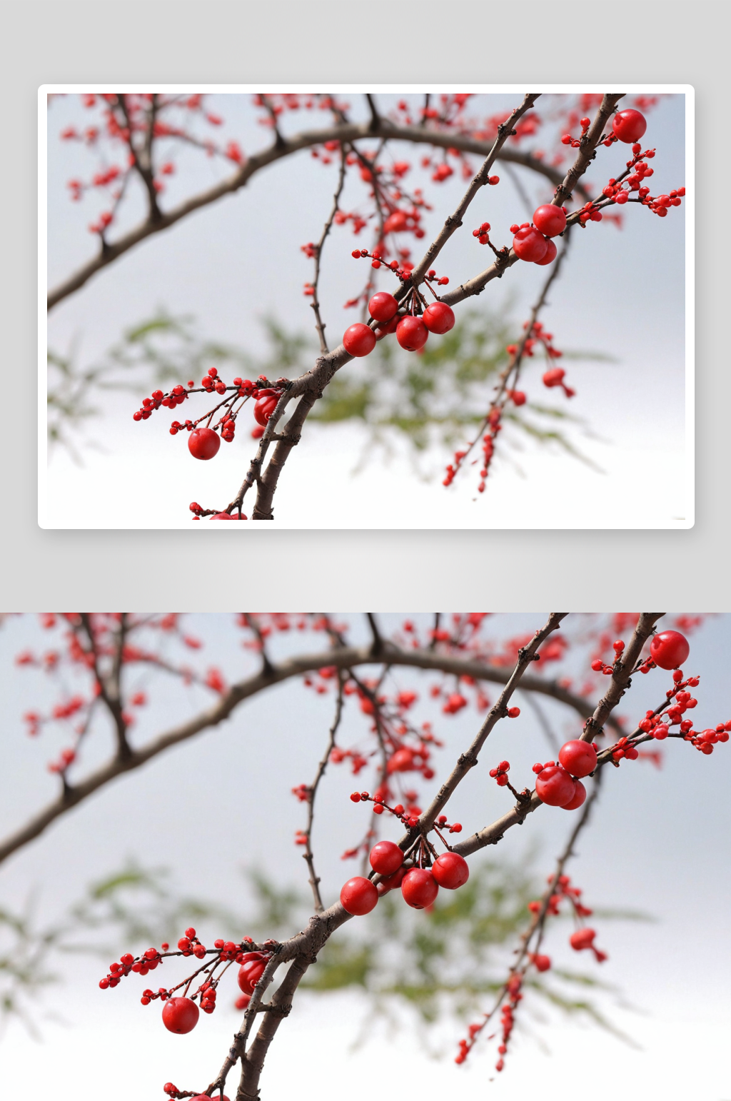 红梅傲雪高清特写花卉图片素材