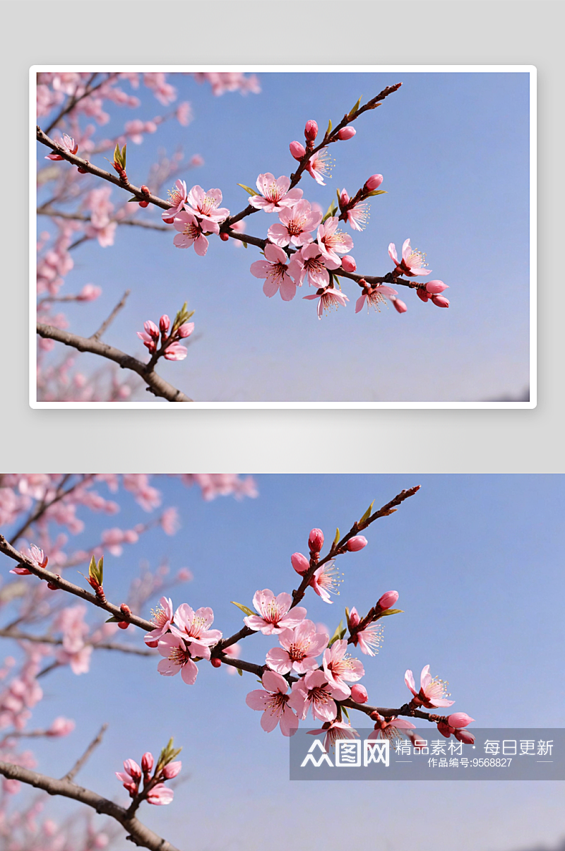 桃花朵朵开高清特写花卉图片素材