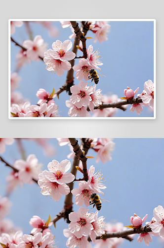 春季桃花杏花樱花开蜜蜂花蕊图片