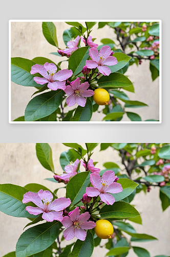 花园里盛开粉紫色柠檬花图片