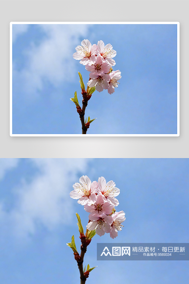 春春天户外花朵樱花清新唯美特写图片素材