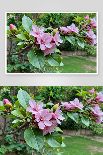 花园里盛开粉紫色柠檬花图片