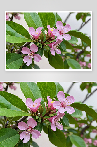 花园里盛开粉紫色柠檬花图片