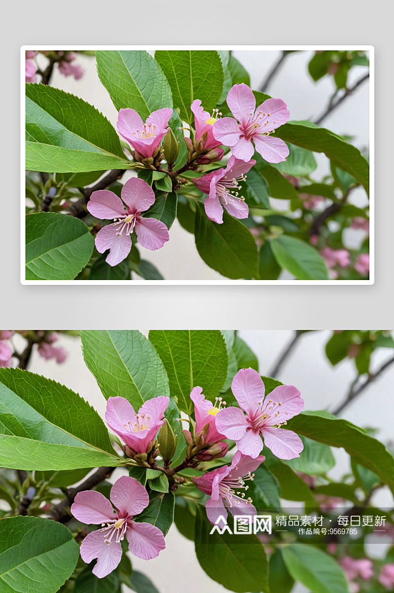 花园里盛开粉紫色柠檬花图片素材