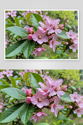 花园里盛开粉紫色柠檬花图片