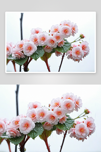 雨棠花高清特写花卉图片