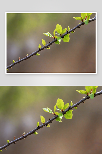 春天树枝头长出新芽枝叶图片