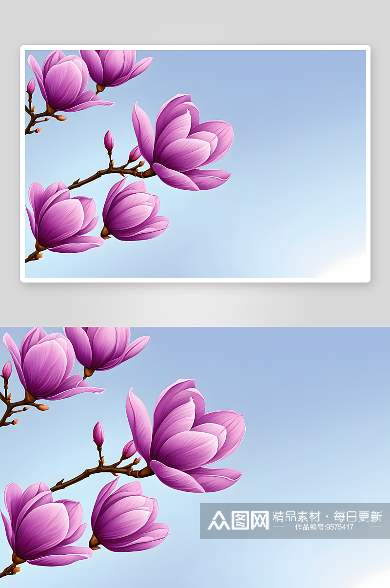 春天绽放紫色玉兰花图片素材