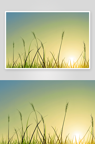 春天早晨阳光下发芽小草微距特写图片