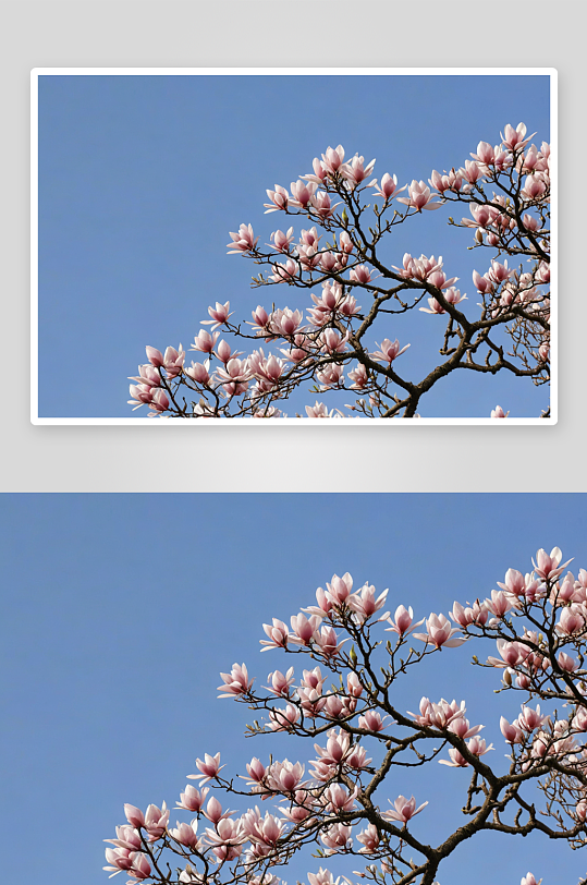 植物园园宝濒危物种天目玉兰花图片