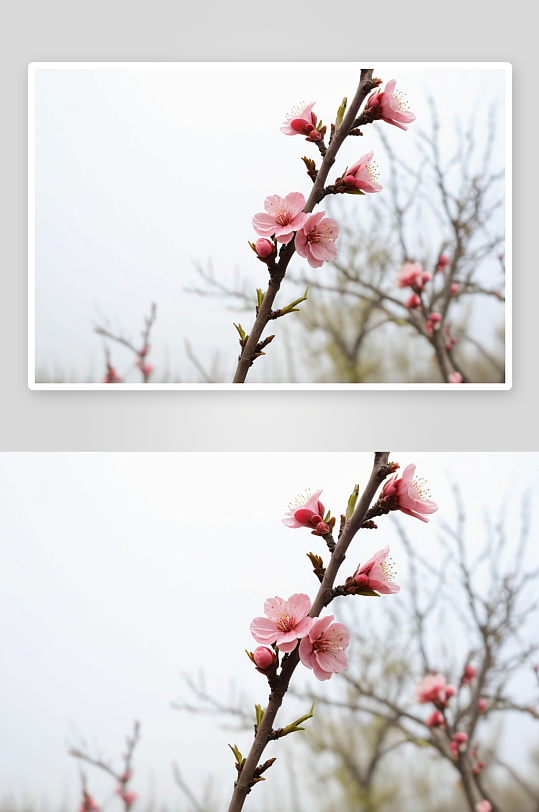 桃树林里盛开桃花图片