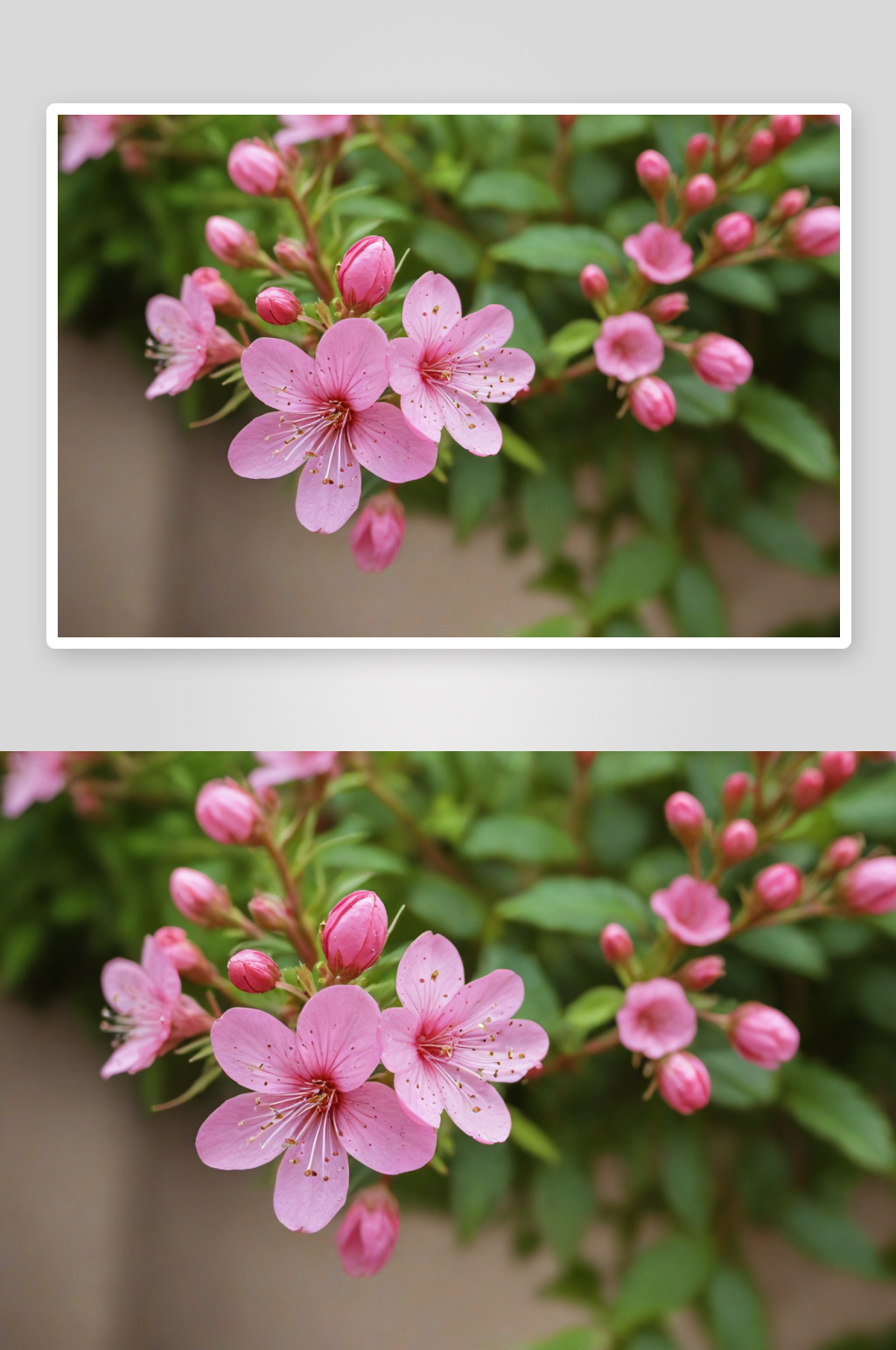 粉红色开花植物特写镜头图片素材