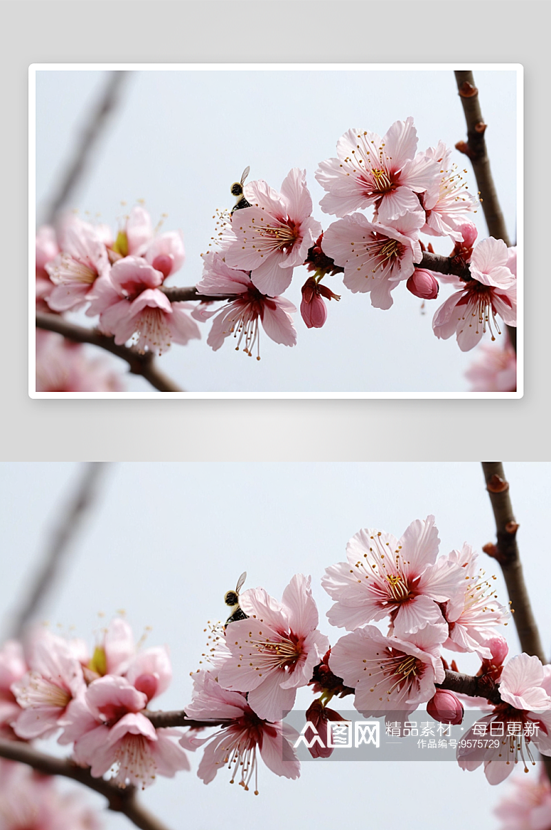 春季桃花杏花樱花开蜜蜂花蕊图片素材