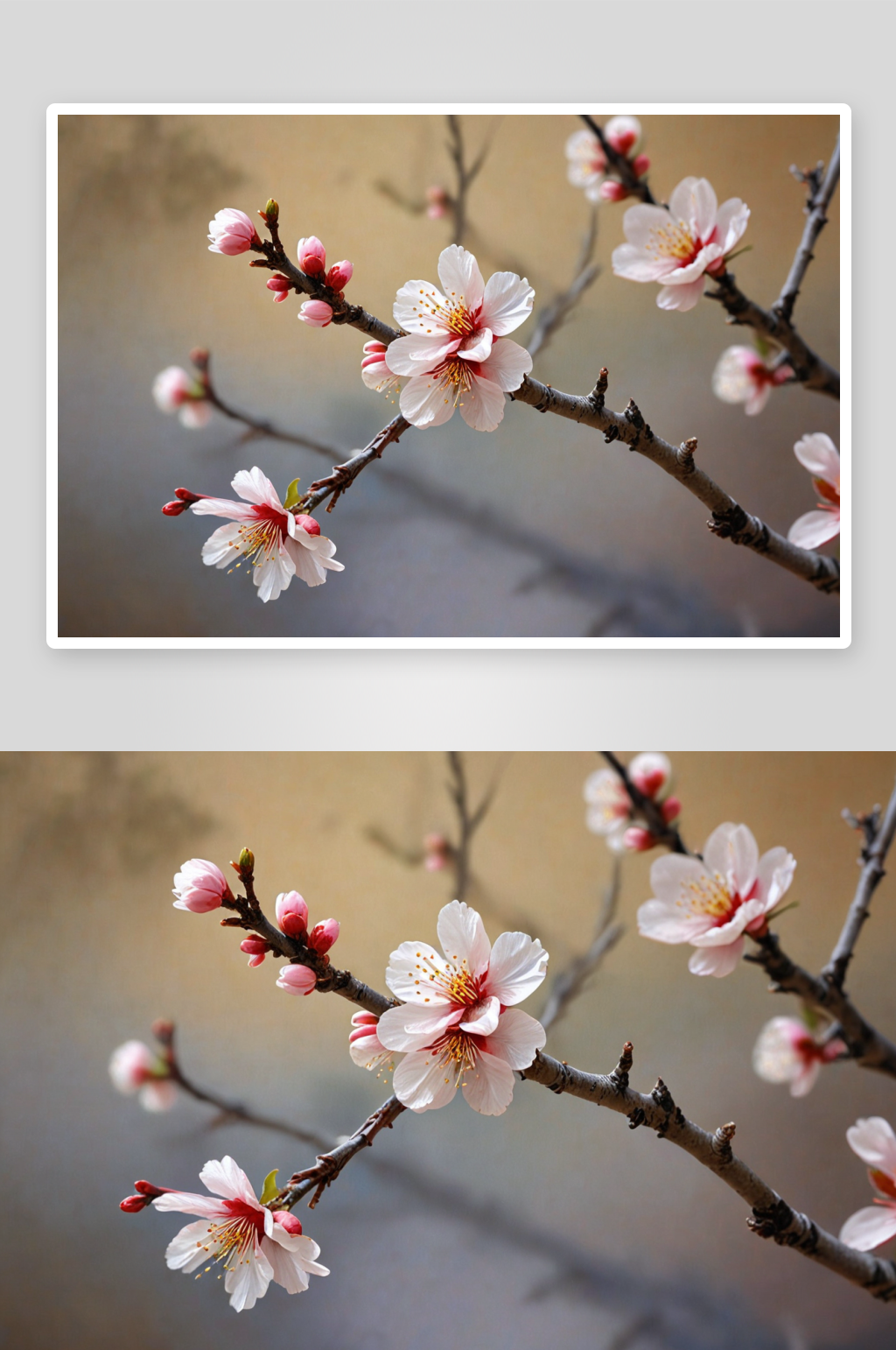 杏花高清特写花卉图片素材