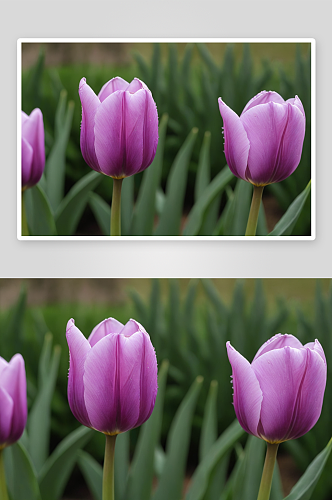 紫色郁金香高清特写花卉图片