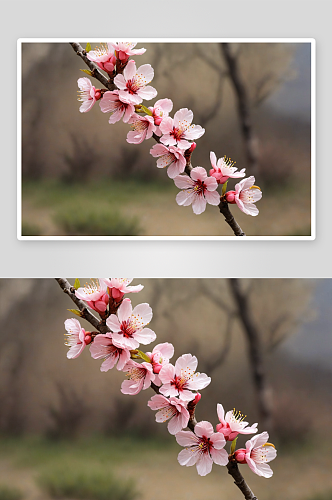 桃花朵朵开高清特写花卉图片