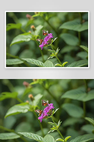 植物昆虫蝴蝶蜜蜂特写图片