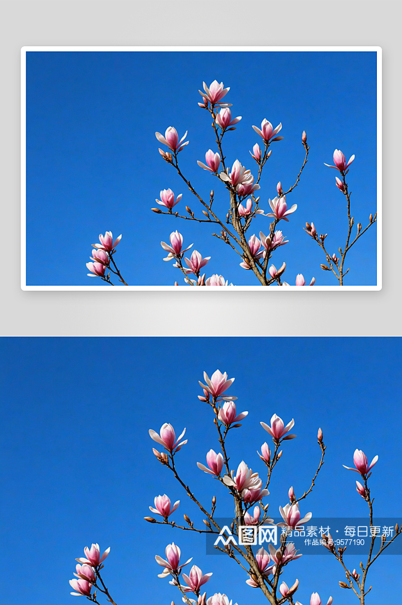 玉兰花开高清特写花卉图片素材