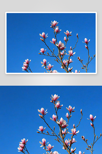 玉兰花开高清特写花卉图片