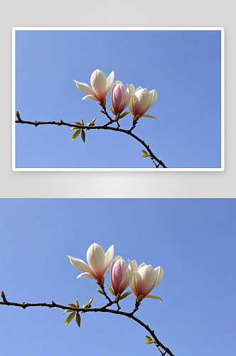 玉兰花开高清特写花卉图片