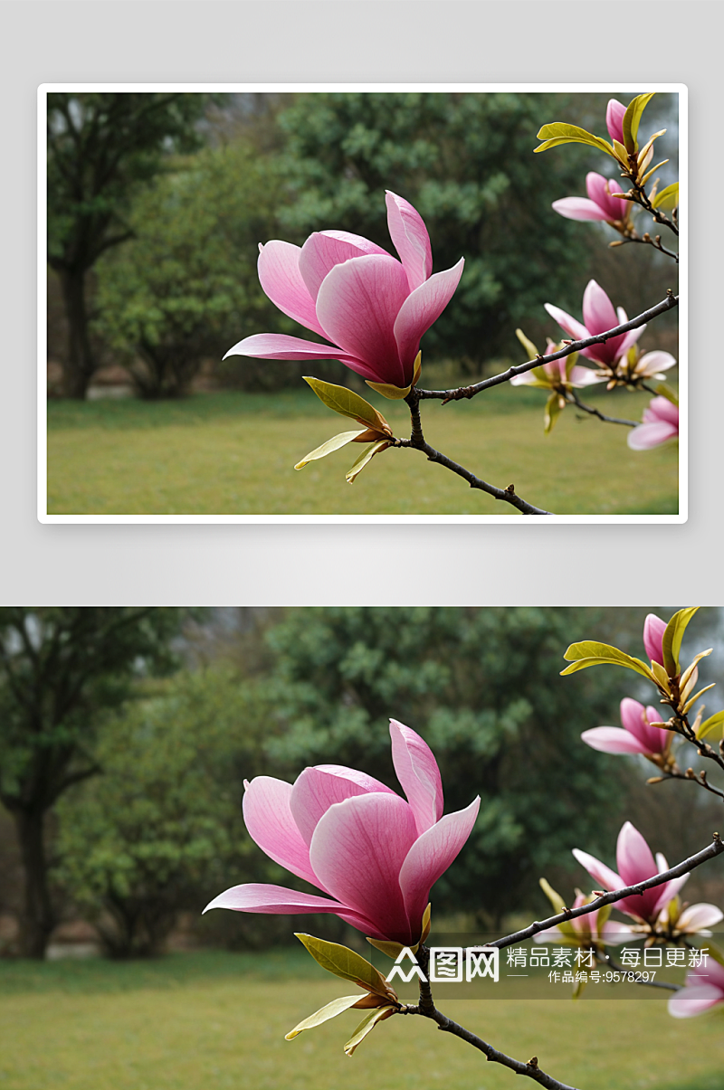 玉兰花开高清特写花卉图片素材