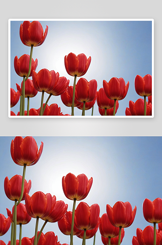 红色郁金香高清特写花卉图片