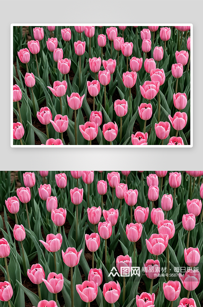一片粉红色郁金香花园中绽放图片素材