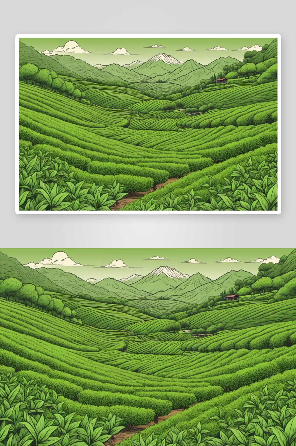 茶园春色茶山茶叶采茶图片素材