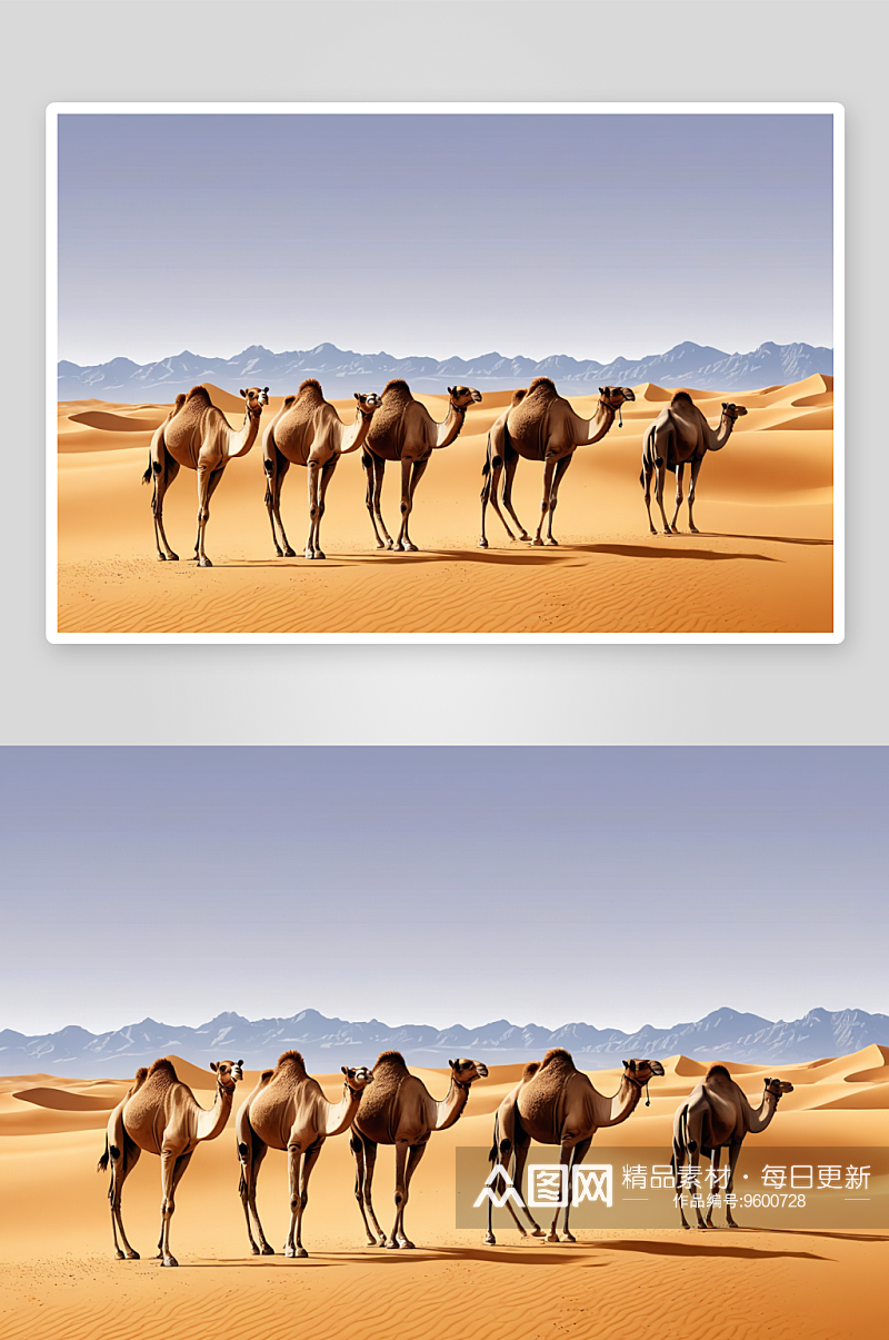 沙漠驼队高清特写图片素材