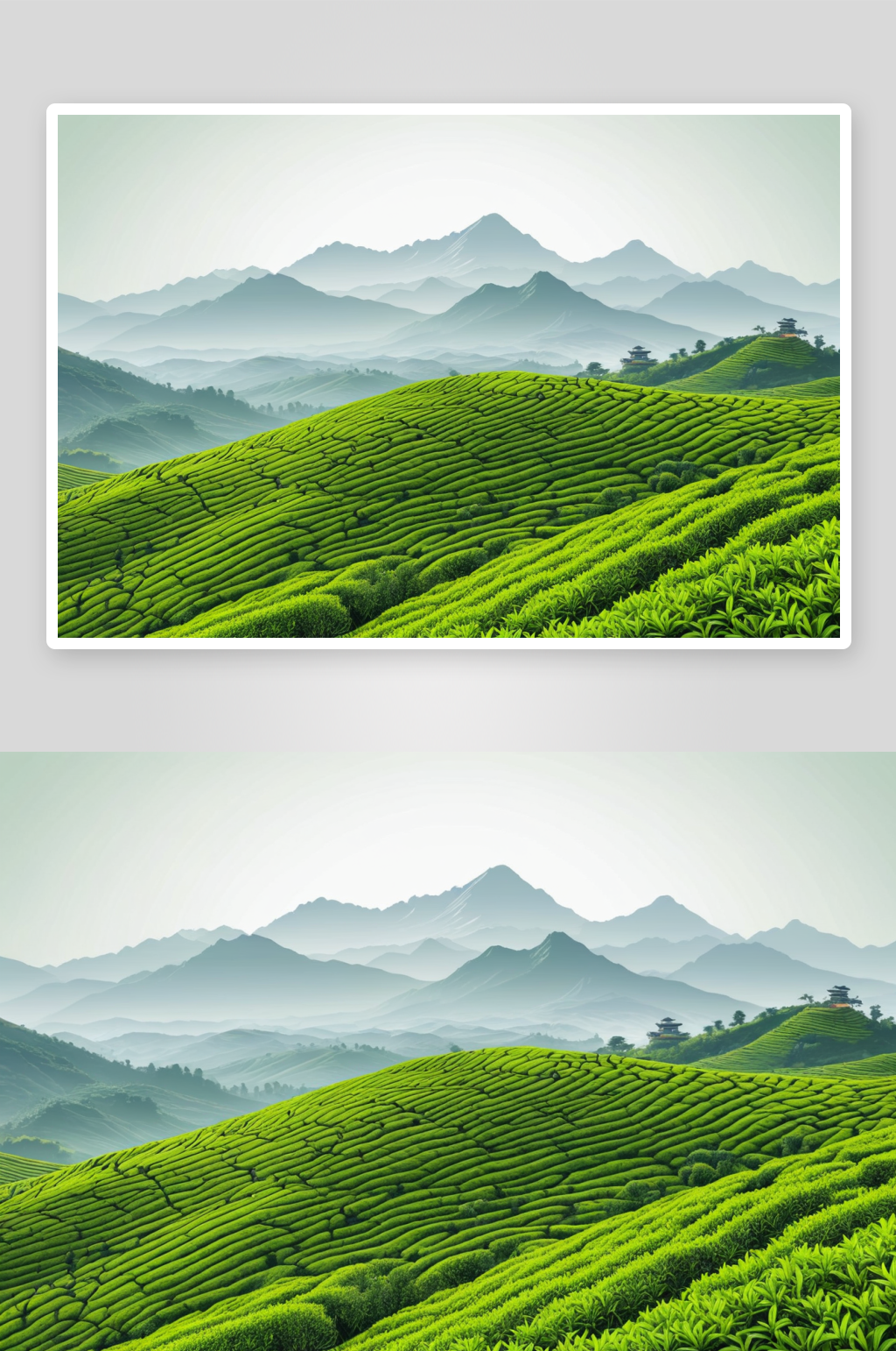 茶山茶园茶叶绿茶图片素材