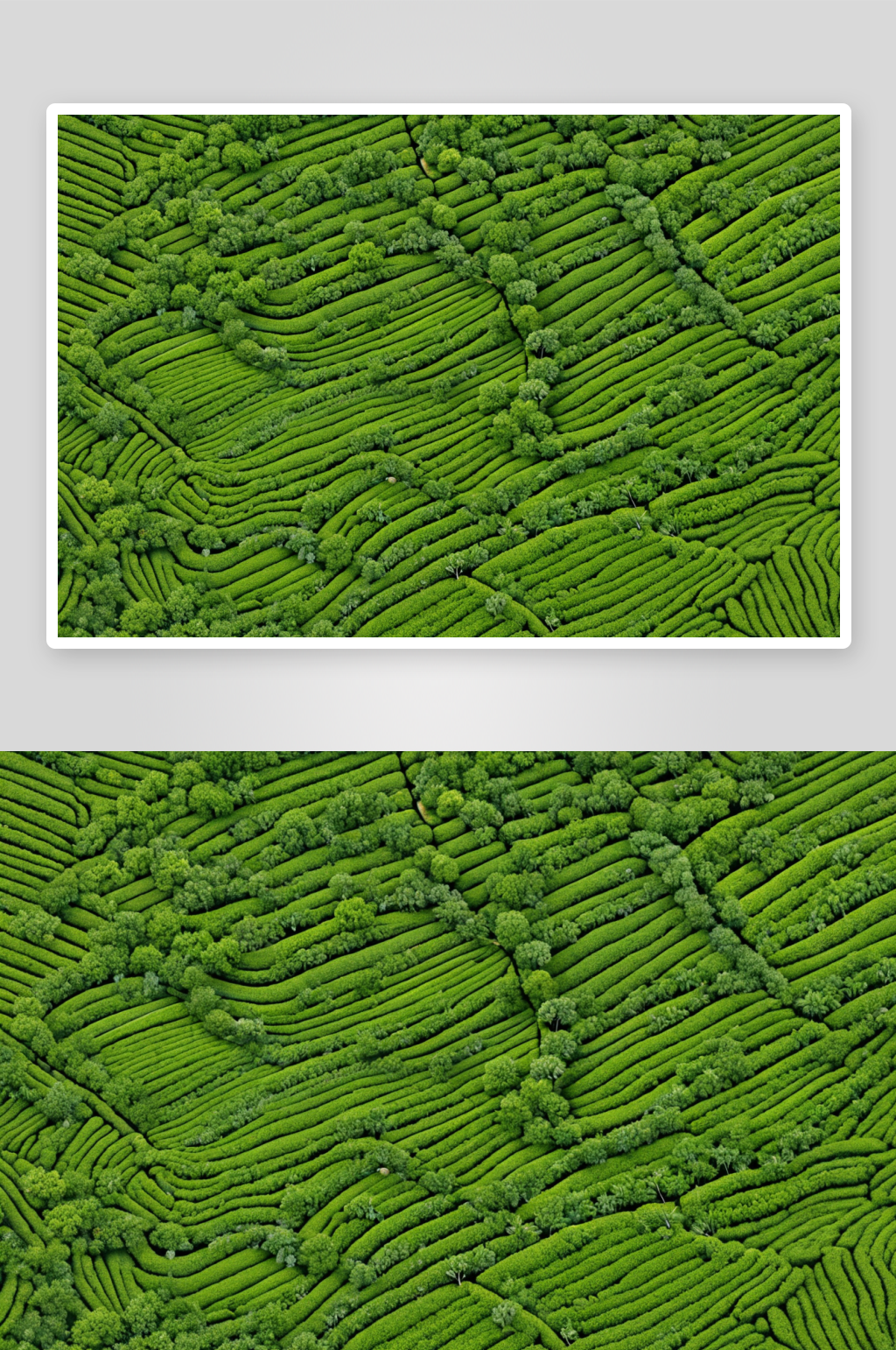 茶园航拍风光图片素材