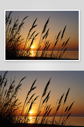 夏天海边日落时分芦苇剪影高清特写图片