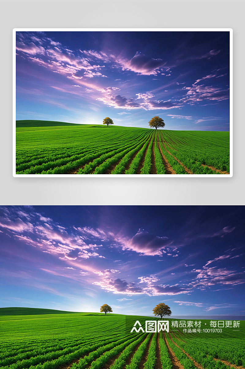 小树天空衬托着农田风景图片素材