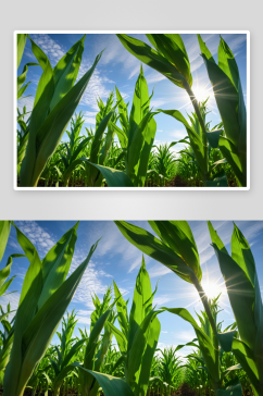 轻绿玉米地里生长玉米幼苗农田里种玉米图片