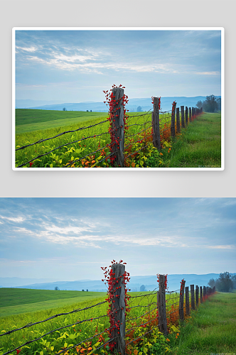 篱笆柱子长满了干燥常春藤图片