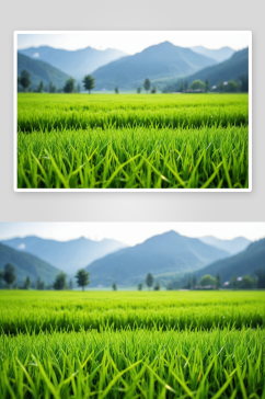 选择聚焦绿色稻田高山背景自然清新理念图片