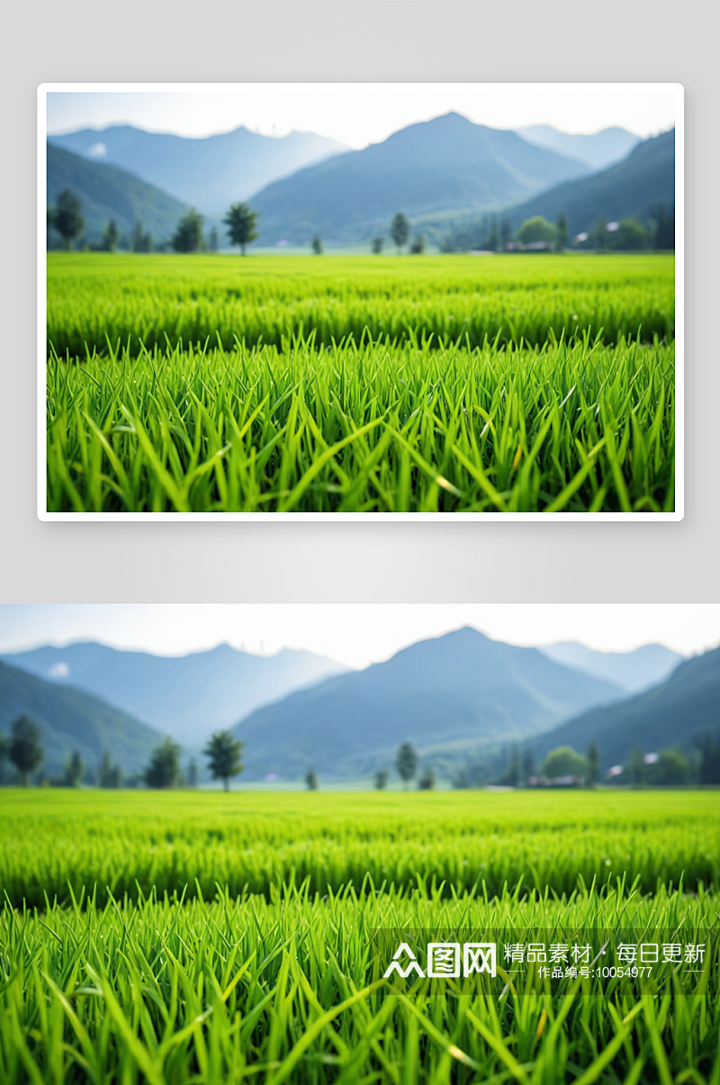 选择聚焦绿色稻田高山背景自然清新理念图片素材