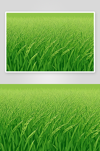 绿色水稻种植水稻穗特写图片