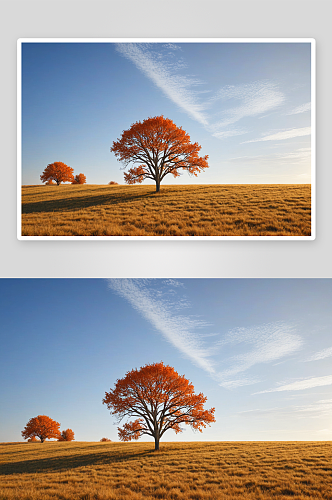 秋天草原树特写高清图片