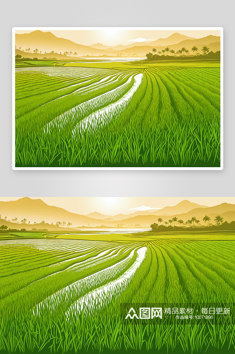 水稻植物稻田背景图片素材