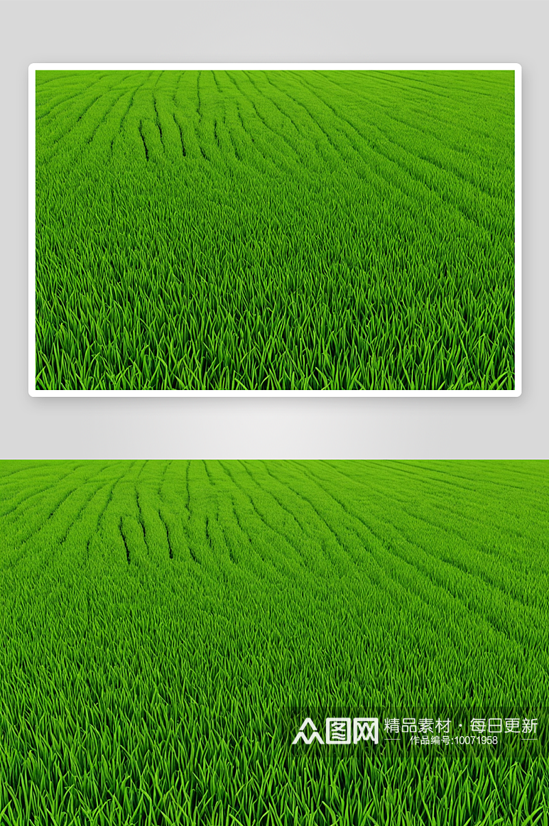 水稻农业生长稻田背景纹理图片素材