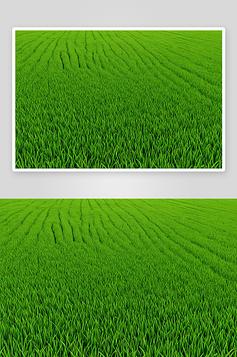 水稻农业生长稻田背景纹理图片